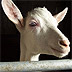 Le capre bianche con gli occhi azzurri